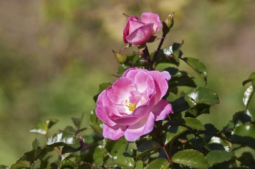 rose flower rose bloom