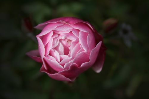 rose peony garden