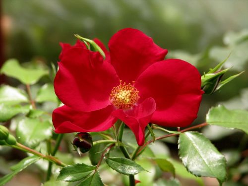 rose apache rose flower