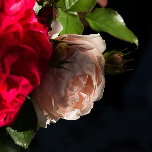 rose bouquet roses