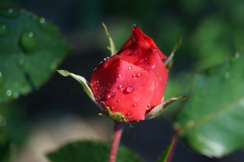 rose red bud