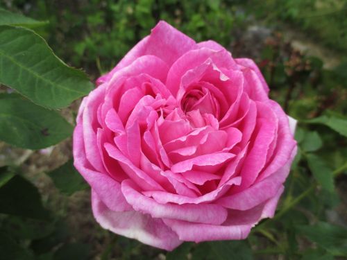 rose summer blossom