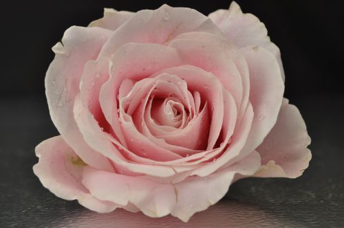 rose pink flower