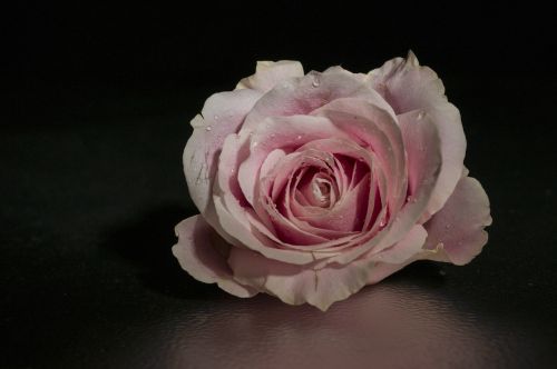 rose pink flower