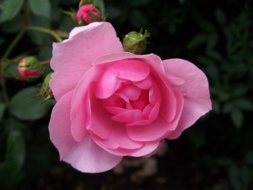 rose pink garden roses