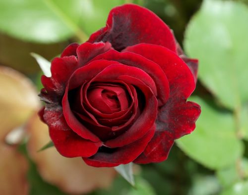 rose flower red