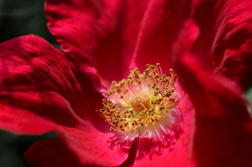 rose red macro