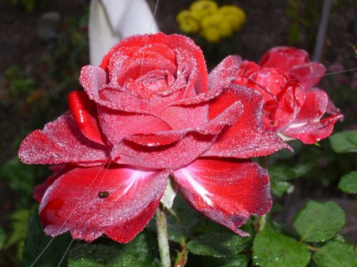 rose flower dew