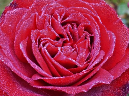 rose dew blossom