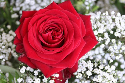 rose rose bloom red rose