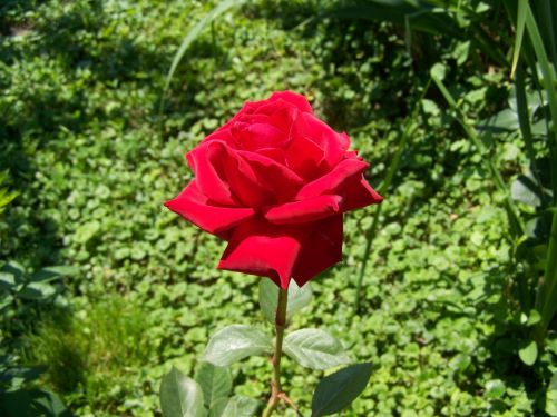 rose red rose garden plant