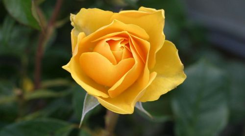 rose flower yellow