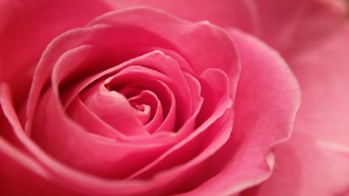 rose pink macro