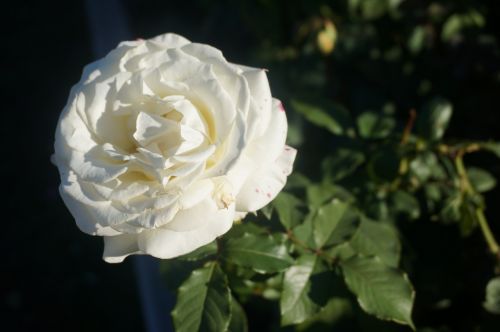 rose white sunshine