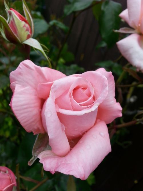 rose flower pink