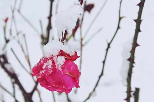 rose snow winter