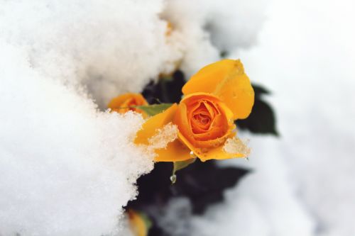 rose snow winter