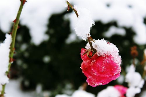 rose snow winter