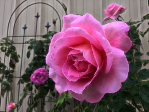 rose pink flower