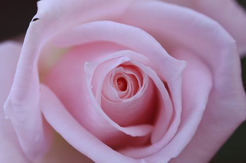 rose pink up