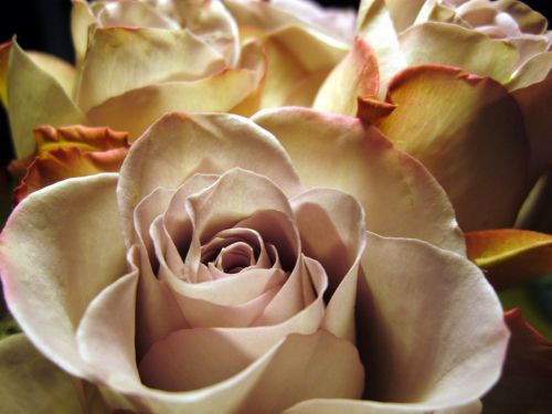 rose rose bloom close