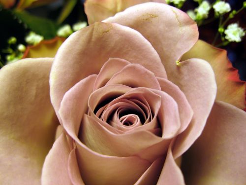 rose rose bloom close