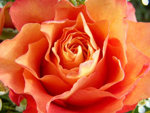 rose orange-pink cut flower