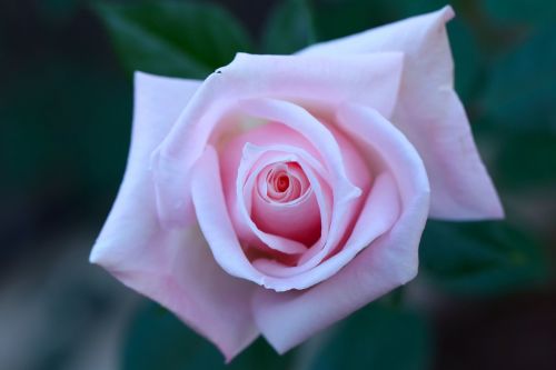 rose gardening pink