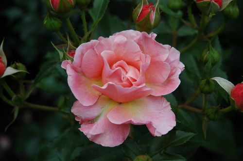 rose garden blossom