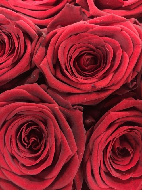 red rose roses