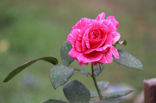 rose flower garde