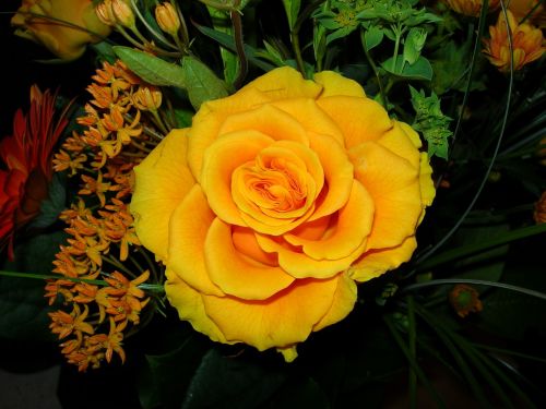 rose yellow flower