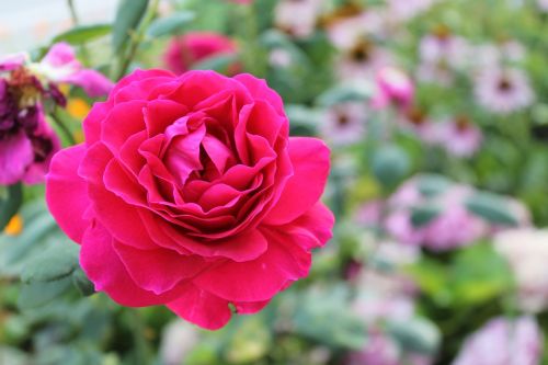 rose romantic nature