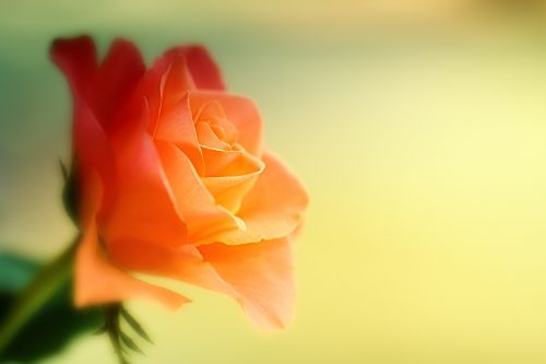 rose flower orange