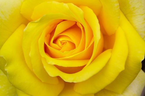 rose yellow flower