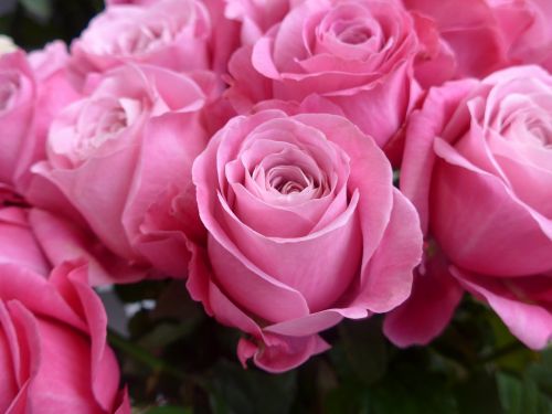 rose pink valentine