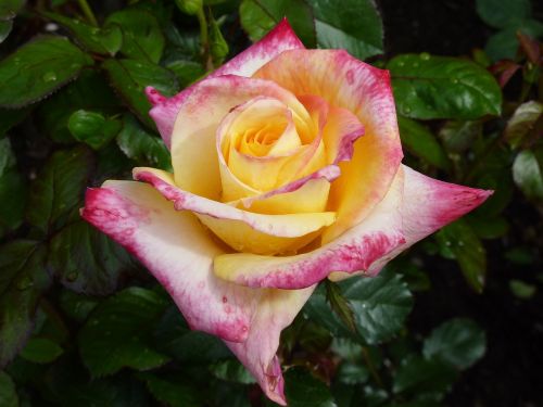 rose rose bloom bi color