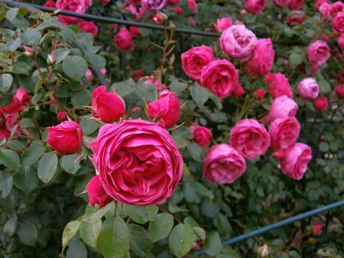 rose miniature roses pink flower