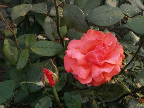 rose pink flower after the rain