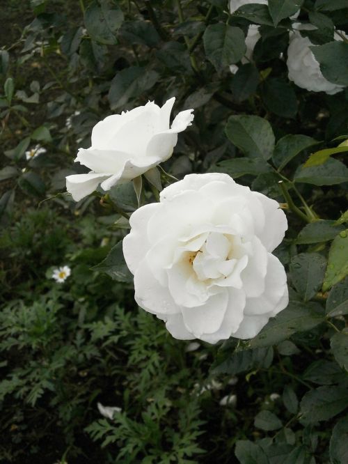 rose white flowers rose garden