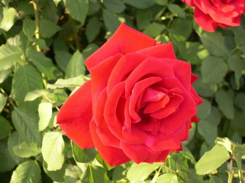 rose red rose floral
