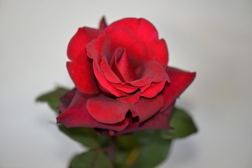 rose red blossom