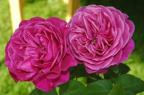 rose garden rose rose blooms