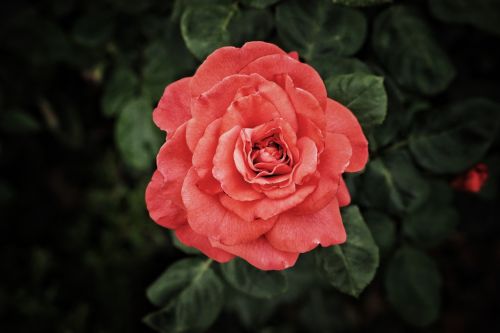 rose flowers red