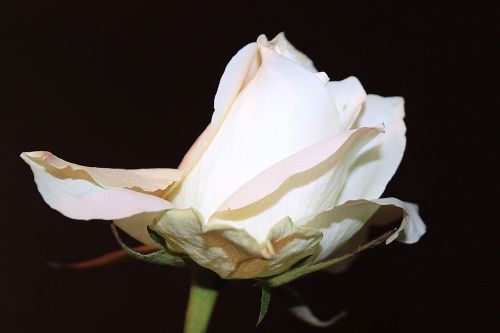 rose white rose blossom