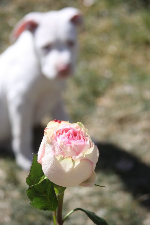 rose dog stafforshire
