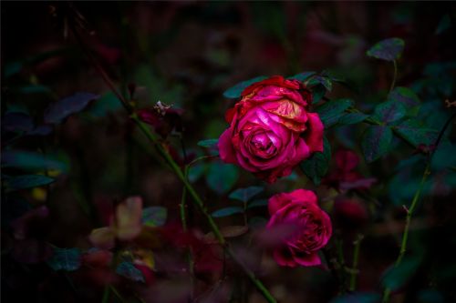 rose red dark