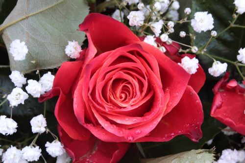 rose rose bloom gypsophila