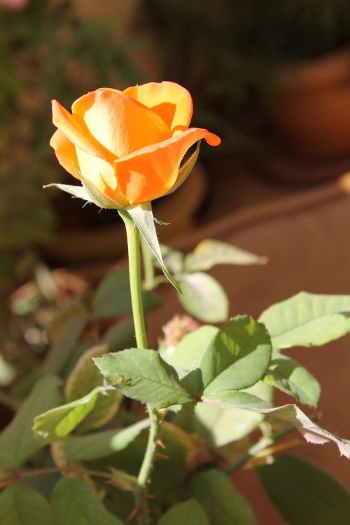 rose flower orange