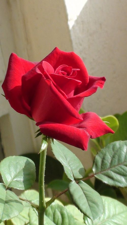 rose red flower